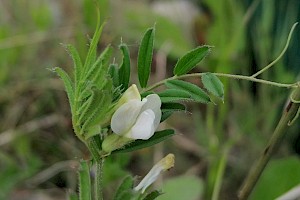 Vicia lutea Yellow-vetch