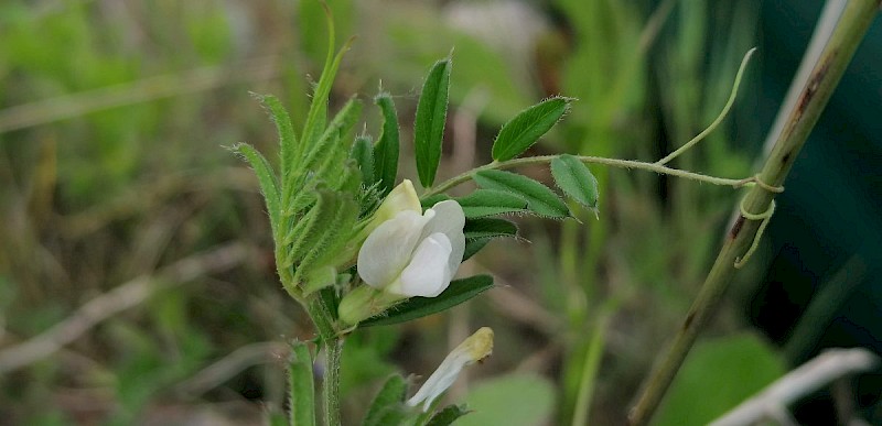 Vicia lutea - © Barry Stewart