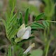 Vicia lutea