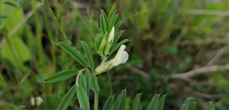 Vicia lutea - © Barry Stewart