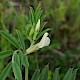 Vicia lutea