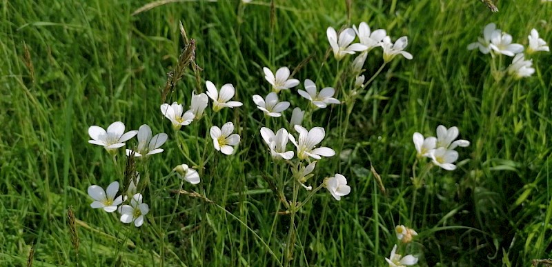 Saxifraga granulata - © Barry Stewart