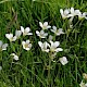 Saxifraga granulata