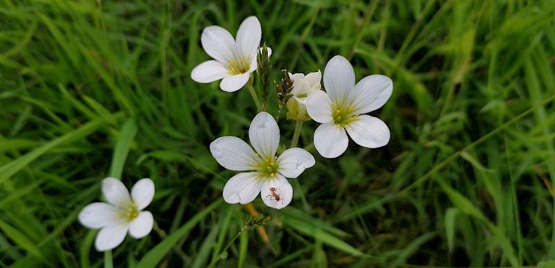 Saxifraga granulata - © Barry Stewart