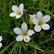 Saxifraga granulata