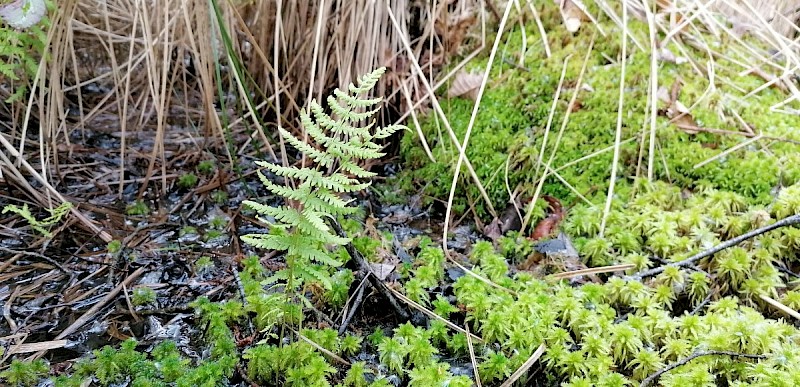 Thelypteris palustris - © Barry Stewart