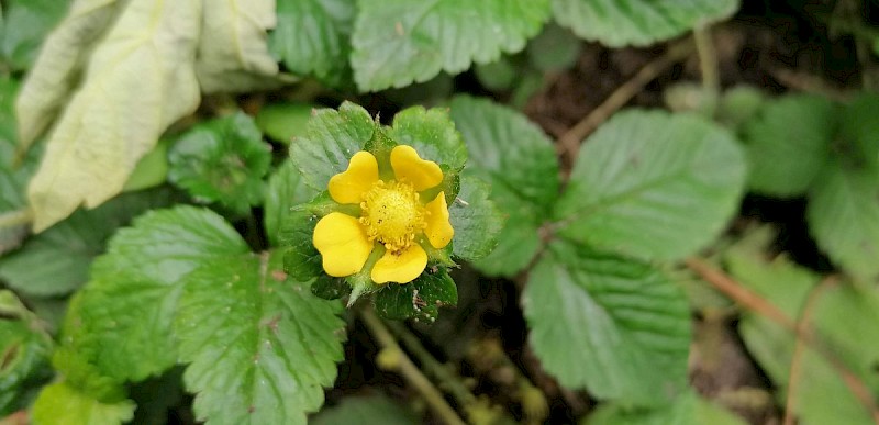 Potentilla indica - © Barry Stewart