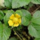 Potentilla indica