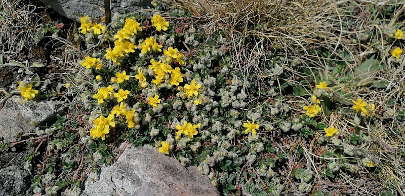 Helianthemum oelandicum - © Barry Stewart