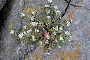 Cochlearia officinalis Common Scurvygrass