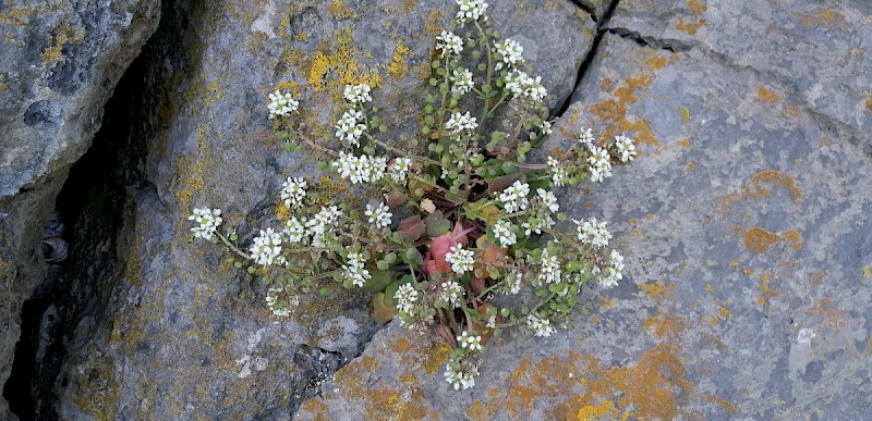 Cochlearia officinalis - © Barry Stewart