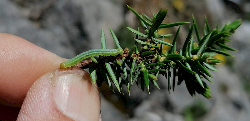 Juniperus communis - © Barry Stewart