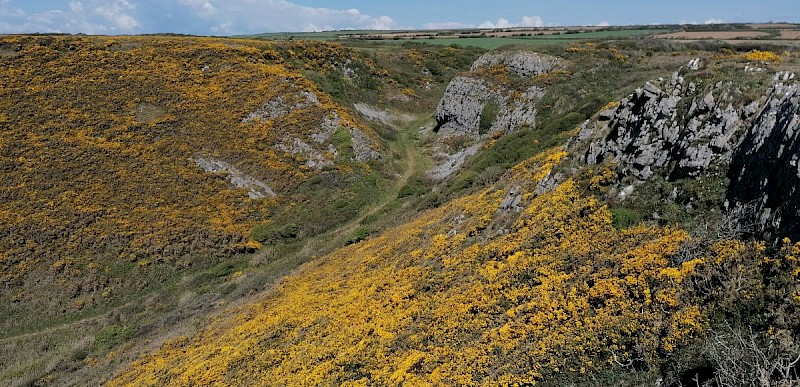 Ulex europaeus - © Barry Stewart