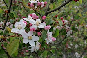 Malus sylvestris sens. lat. Apple