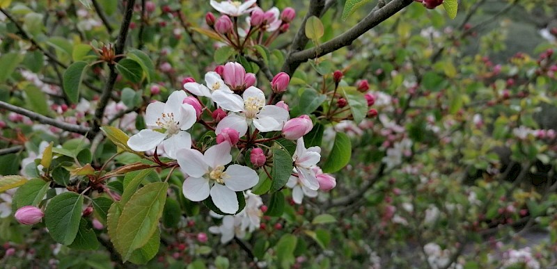 Malus sylvestris sens. lat. - © Barry Stewart