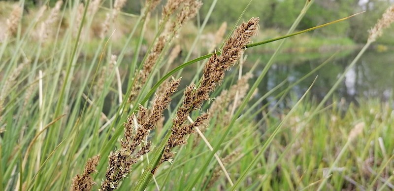 Carex paniculata - © Barry Stewart