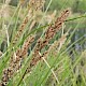 Carex paniculata