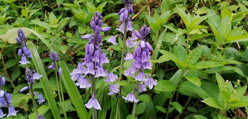 Hyacinthoides hispanica - © Barry Stewart