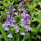 Hyacinthoides hispanica