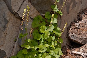 Tellima grandiflora Fringecups