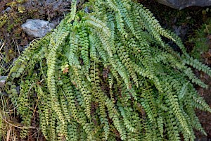 Asplenium viride Green Spleenwort