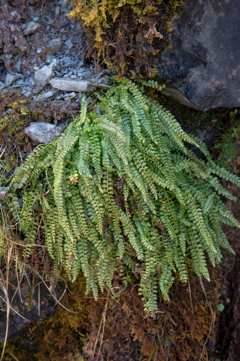 Asplenium viride - © Charles Hipkin