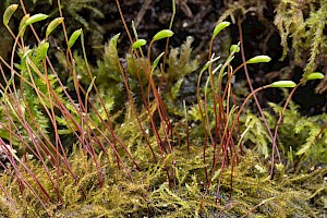 Amblystegium serpens Creeping Feather-moss