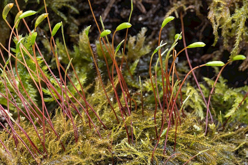 Amblystegium serpens - © Charles Hipkin