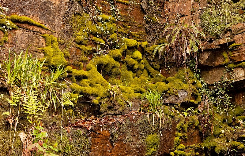 Amphidium mougeotii - © Charles Hipkin