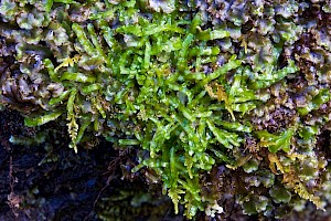 Aneura pinguis Greasewort