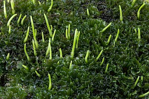 Anthoceros punctatus Dotted Hornwort