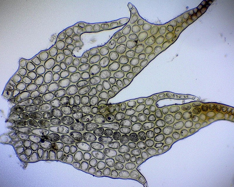 Orthocaulis floerkei - © Charles Hipkin