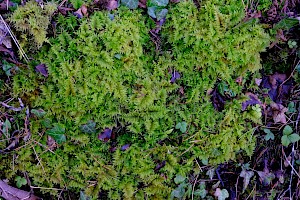 Hylocomium splendens Glittering Wood-moss