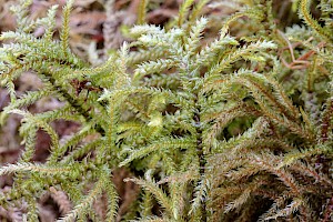 Hylocomiaceae