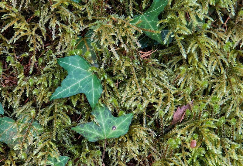 Loeskeobryum brevirostre - © Charles Hipkin