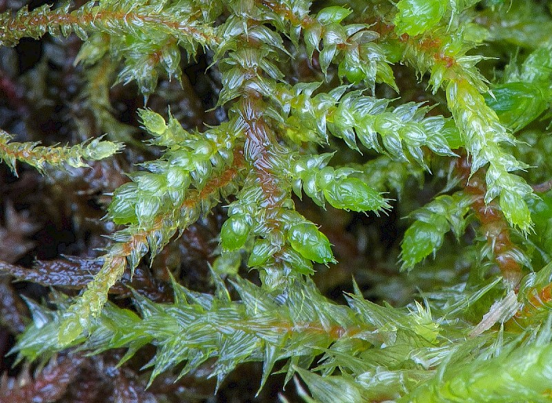 Loeskeobryum brevirostre - © Charles Hipkin