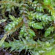 Loeskeobryum brevirostre