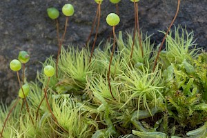 Bartramia pomiformis Common Apple-moss