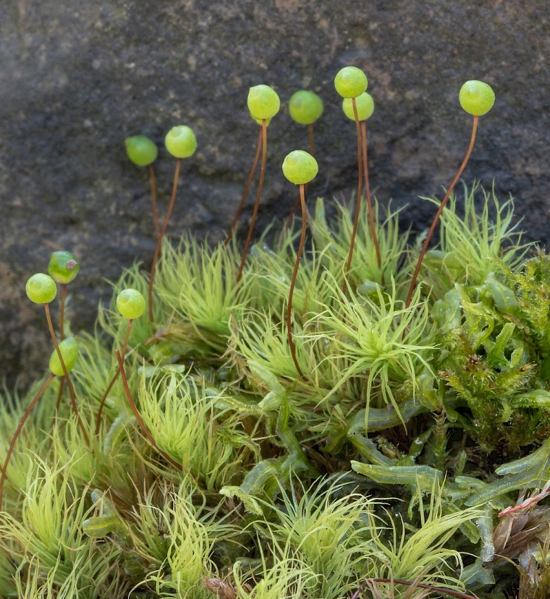 Bartramia pomiformis - © Charles Hipkin