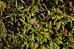 Brachythecium rivulare River Feather-moss