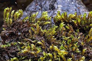 Sciuro-hypnum plumosum Rusty Feather-moss