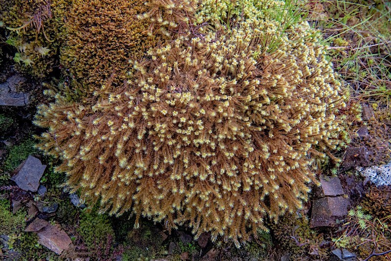 Breutelia chrysocoma - © Charles Hipkin