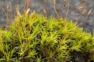 Bryoerythrophyllum recurvirostrum Red Beard-moss