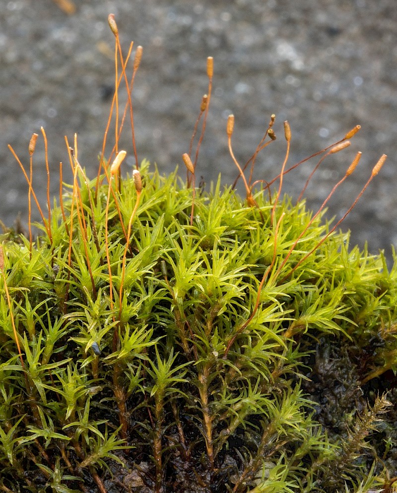 Bryoerythrophyllum recurvirostrum - © Charles Hipkin