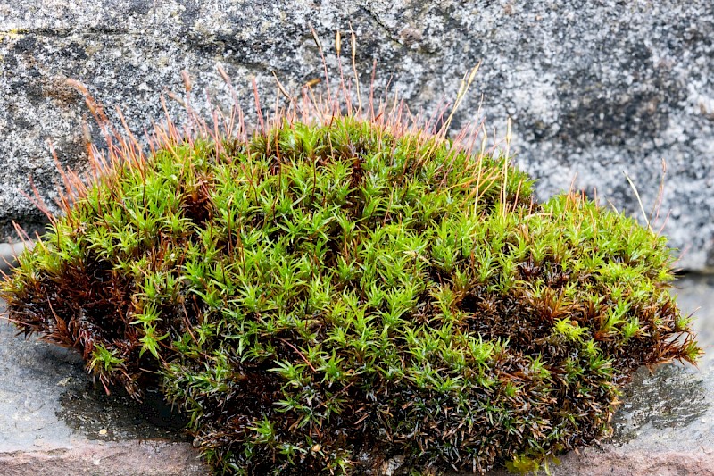 Bryoerythrophyllum recurvirostrum - © Charles Hipkin