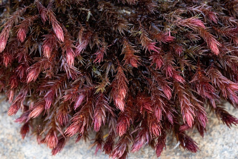 Bryum alpinum - © Charles Hipkin