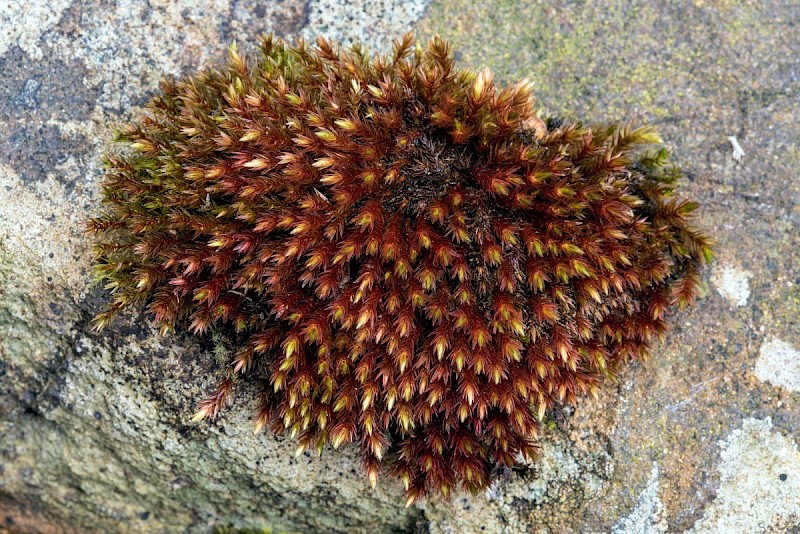 Bryum alpinum - © Charles Hipkin