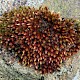 Bryum alpinum