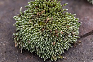 Bryum argenteum Silver-moss