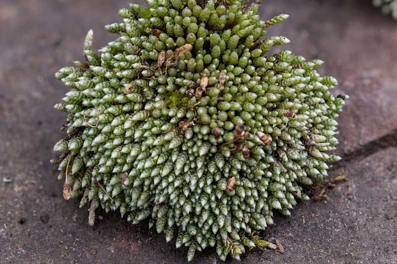 Bryum argenteum - © Charles Hipkin